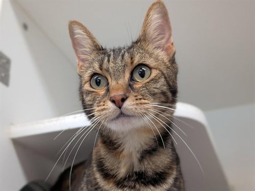 BELLA - Domestic Short Hair available for adoption
