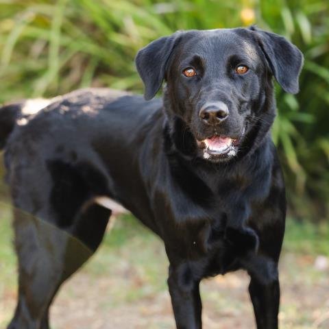 ADDIE - Labrador Retriever available for adoption