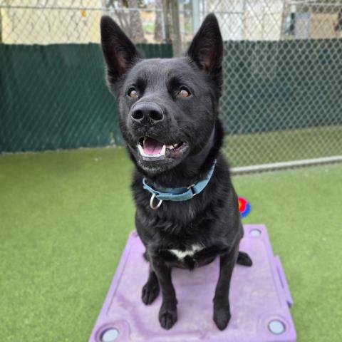 DELILAH - German Shepherd Dog available for adoption