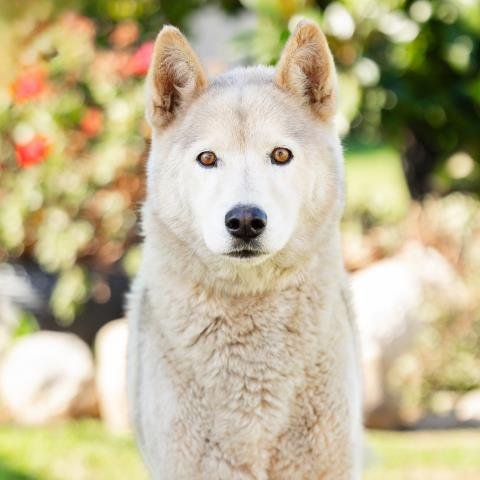 *TEDDY - German Shepherd Dog available for adoption