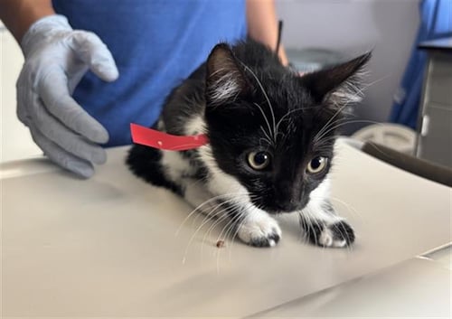A888744 - Domestic Short Hair available for adoption