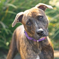 BESS - Photo 1