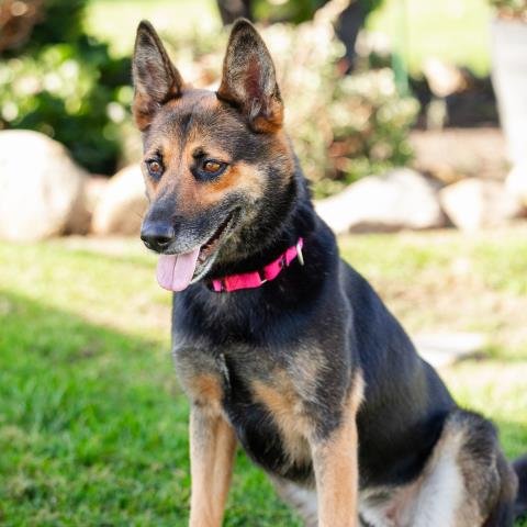 LOUISE - German Shepherd Dog available for adoption