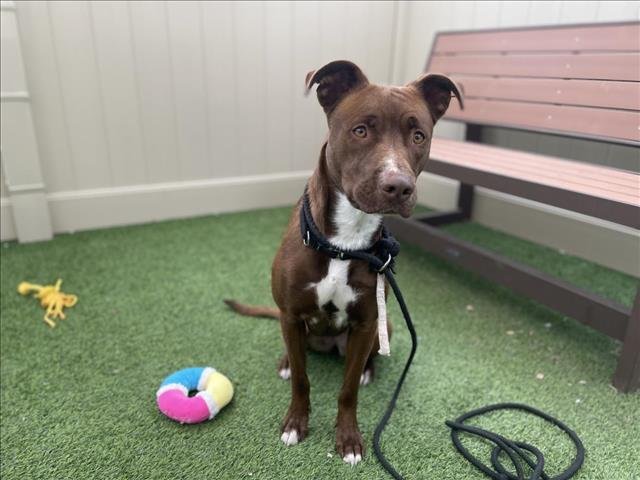 BELLA - Pit Bull Terrier available for adoption