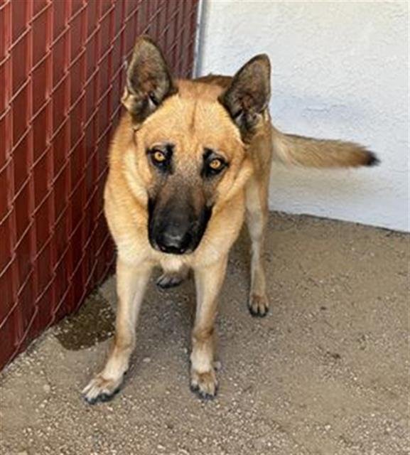 LOBO - German Shepherd Dog available for adoption