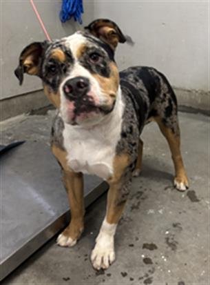 *JACKIE - American Staffordshire Terrier available for adoption