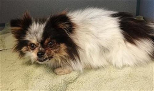 *TAMMY - Pomeranian available for adoption