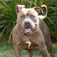 SMOKEY - Photo 1