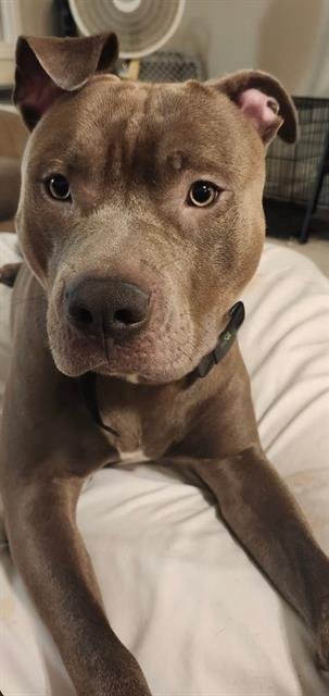 SMOKEY - Pit Bull Terrier available for adoption