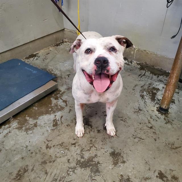 ZERO - Pit Bull Terrier available for adoption