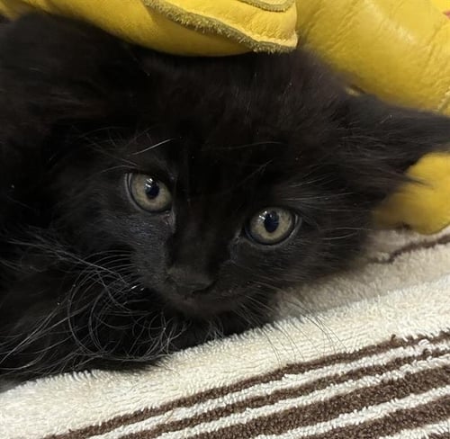 A888901 - Domestic Long Hair available for adoption