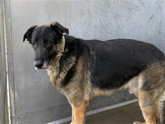 *HANSEL - German Shepherd Dog available for adoption