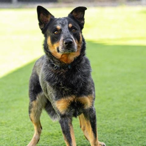 *RODNEY - Australian Cattle Dog/Blue Heeler available for adoption