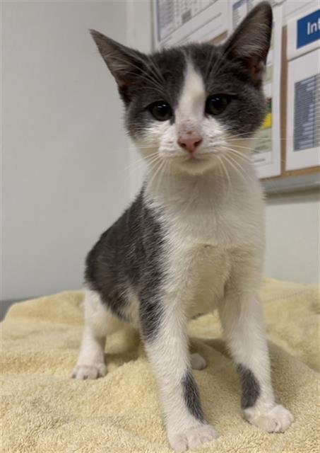 A889141 - Domestic Short Hair available for adoption