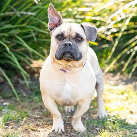 *WINSTON - Bulldog available for adoption