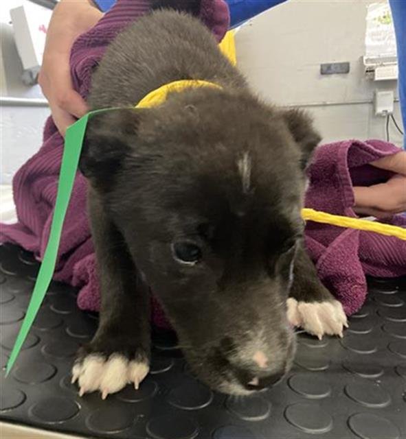 *CEDAR - Pit Bull Terrier available for adoption