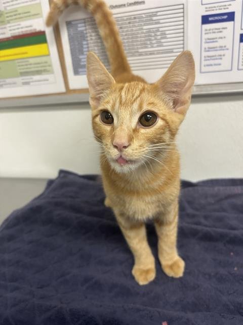 A888536 - Domestic Short Hair available for adoption