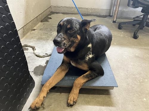 *TAREK - German Shepherd Dog / Catahoula Leopard Dog available for adoption