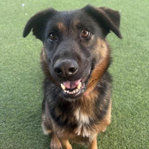 CRUZ - German Shepherd Dog available for adoption