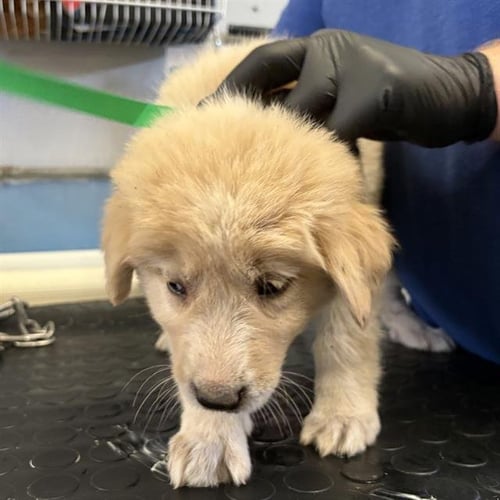 A887742 - Great Pyrenees / Saint Bernard available for adoption