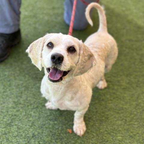 *BUCK - Poodle (Miniature) / Cocker Spaniel available for adoption