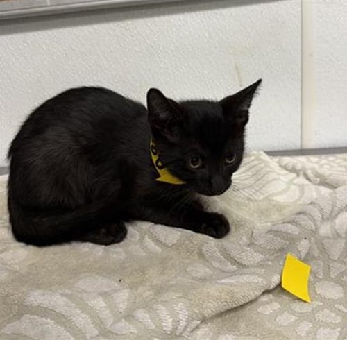 A888145 - Domestic Short Hair available for adoption