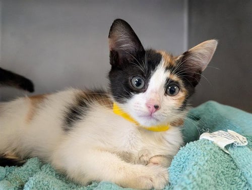 A887389 - Domestic Short Hair available for adoption