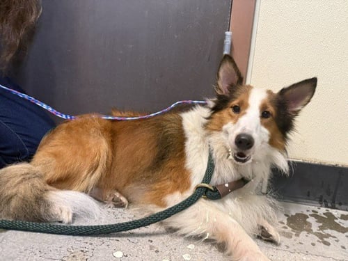 *ROXIE - Shetland Sheepdog Sheltie available for adoption