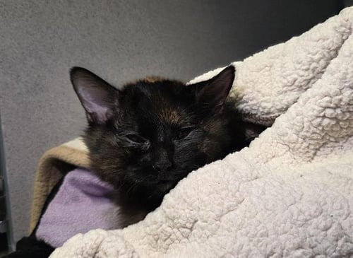 A888337 - Domestic Short Hair available for adoption