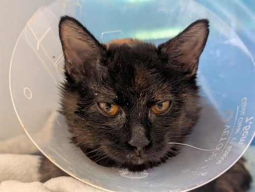 A888337 - Domestic Short Hair available for adoption