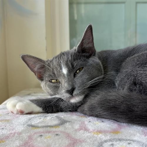 A888298 - Domestic Short Hair available for adoption