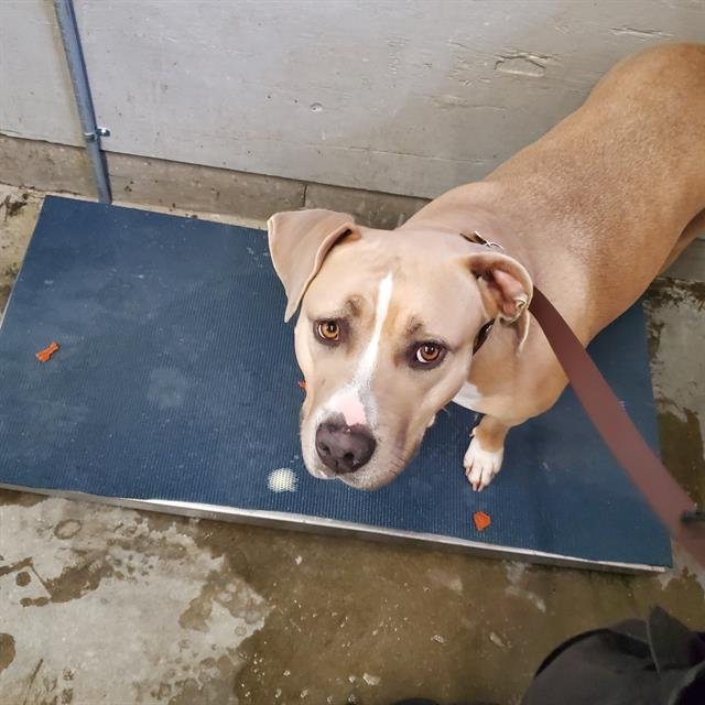 BABY - Pit Bull Terrier available for adoption