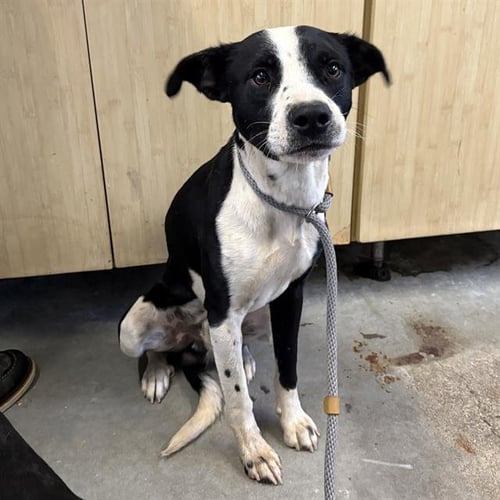 *LUPIN - Pit Bull Terrier / Australian Cattle Dog/Blue Heeler available for adoption