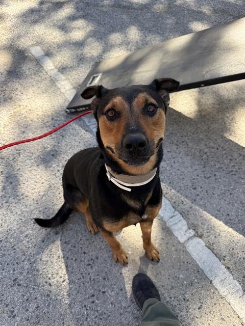 *SPICE - Rottweiler available for adoption