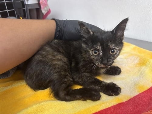 A887351 - Domestic Short Hair available for adoption