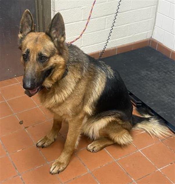 *APOLLO - German Shepherd Dog available for adoption