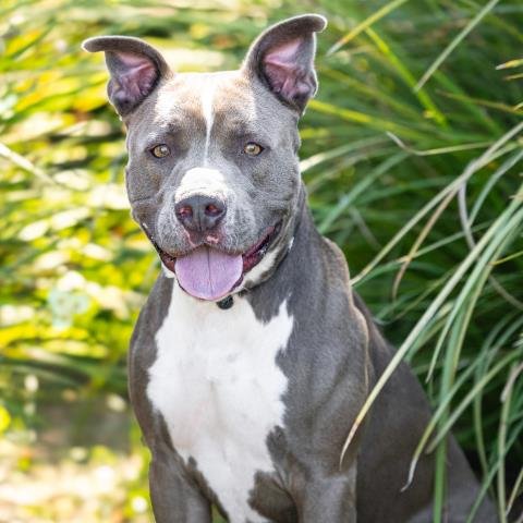 APOLLO - Pit Bull Terrier available for adoption