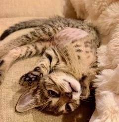 *LILLY - Domestic Short Hair available for adoption