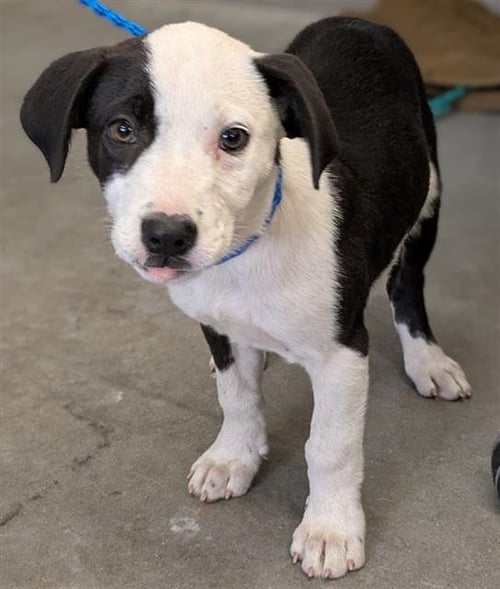 A888973 - Pit Bull Terrier available for adoption