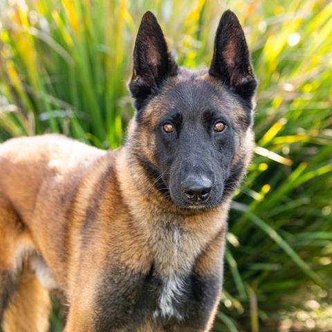 KAIRO - Belgian Shepherd Malinois available for adoption
