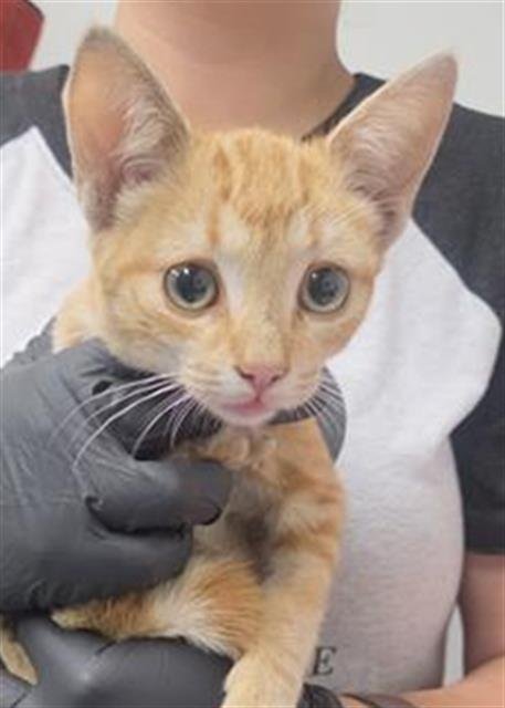 A887730 - Domestic Short Hair available for adoption