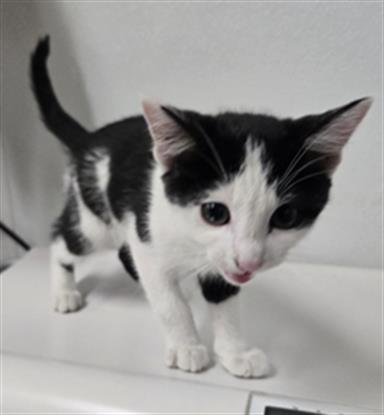 A888931 - Domestic Short Hair available for adoption