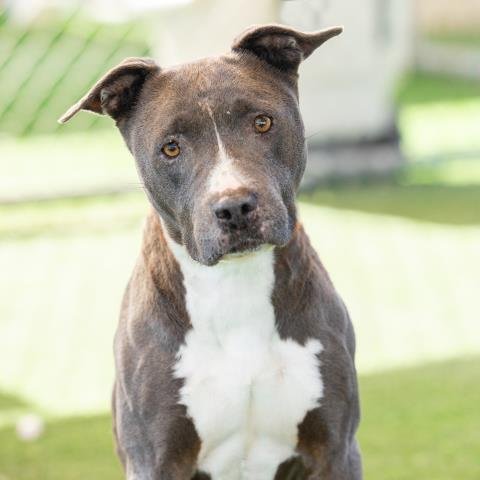 *ODESSA - American Pit Bull Terrier available for adoption