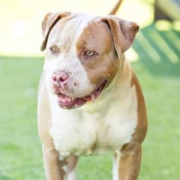 ROCKO - Photo 1