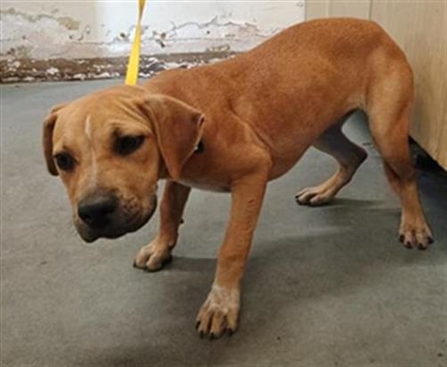 A887785 - Pit Bull Terrier / Australian Cattle Dog/Blue Heeler available for adoption