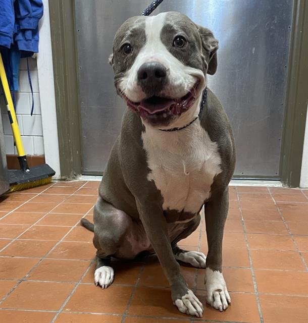 *MERCURY - American Staffordshire Terrier available for adoption