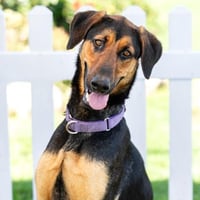 SAMSON - Photo 1