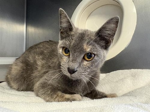 A888936 - Domestic Short Hair available for adoption