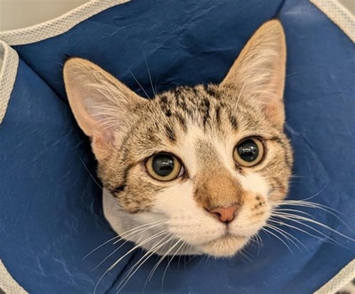 *ARON - Domestic Short Hair available for adoption