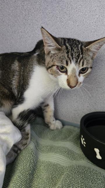 A888177 - Domestic Short Hair available for adoption